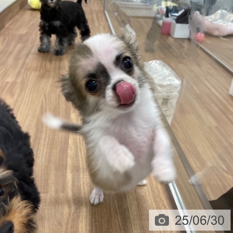 チワワの写真