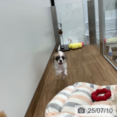 チワワの写真