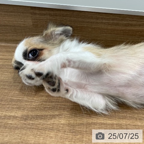 チワワの写真