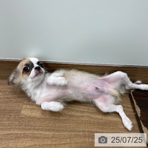 チワワの写真