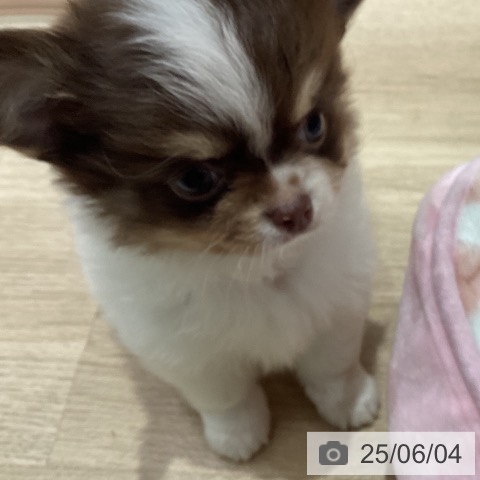 チワワの写真