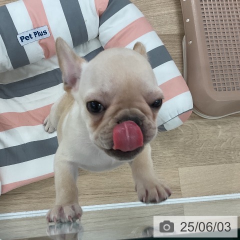 フレンチ・ブルドッグの写真
