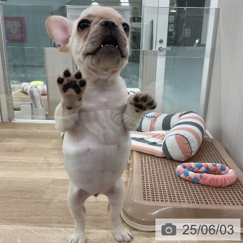 フレンチ・ブルドッグの写真