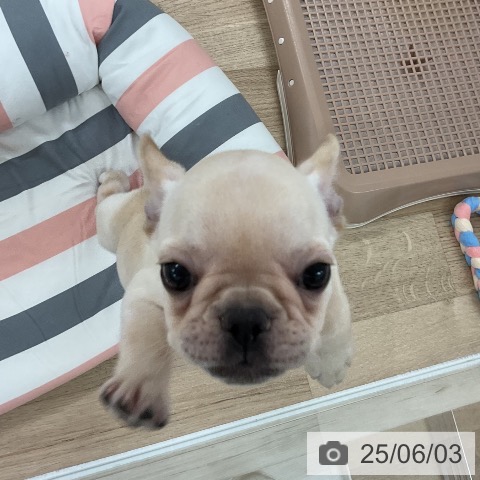 フレンチ・ブルドッグの写真