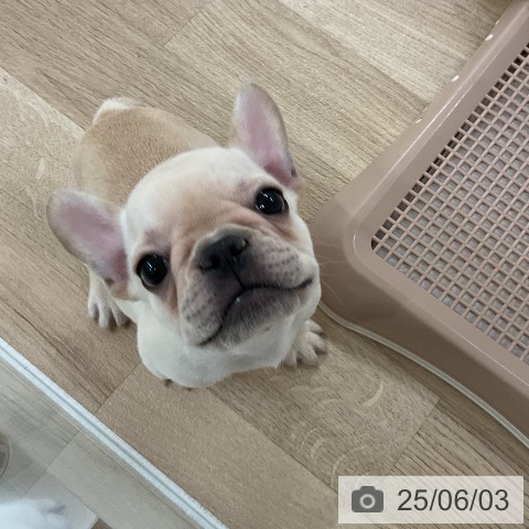 フレンチ・ブルドッグの写真