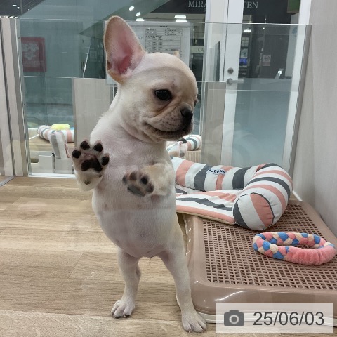 フレンチ・ブルドッグの写真