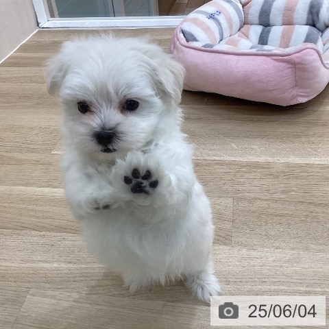 マルチーズの写真