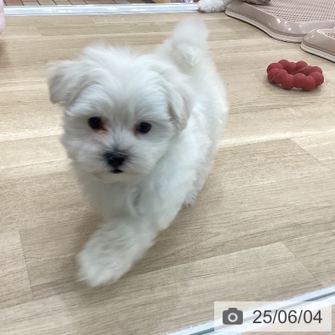 マルチーズの写真