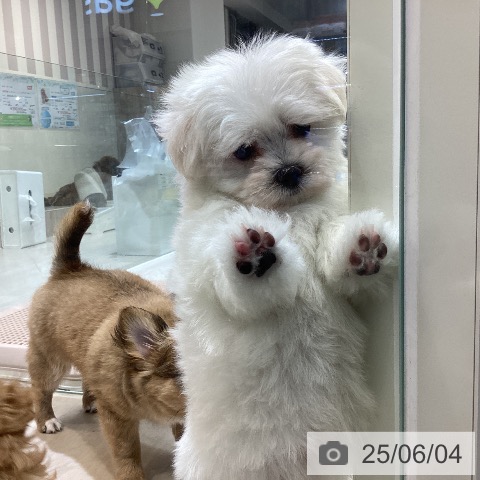 マルチーズの写真
