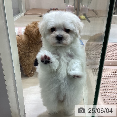 マルチーズの写真
