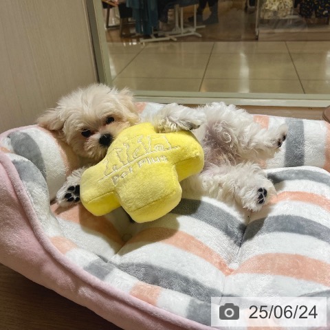 マルチーズの写真