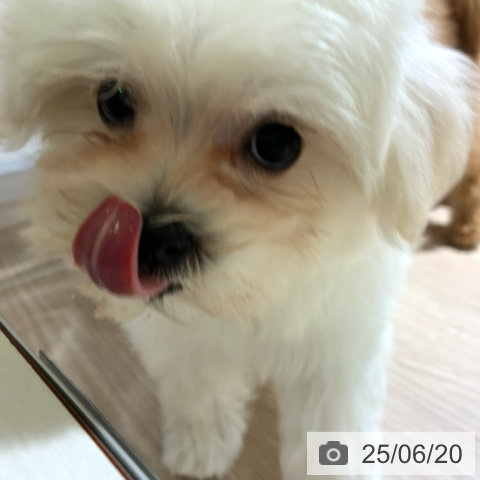 マルチーズの写真