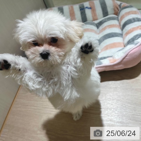 マルチーズの写真