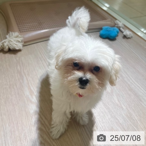 マルチーズの写真