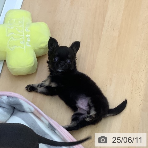 チワワの写真