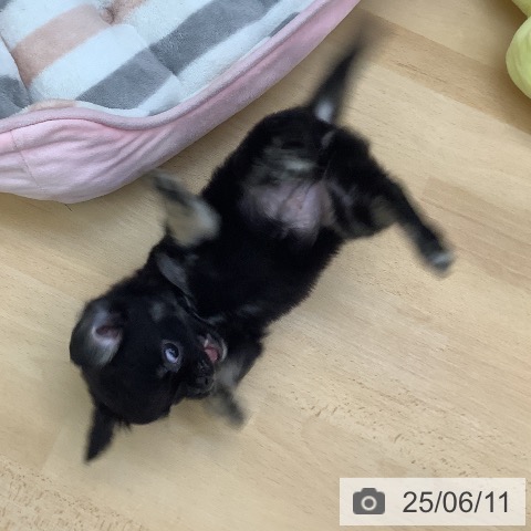 チワワの写真