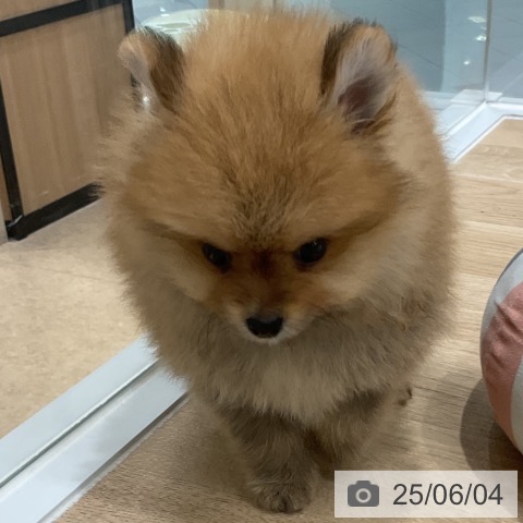 ポメラニアンの写真