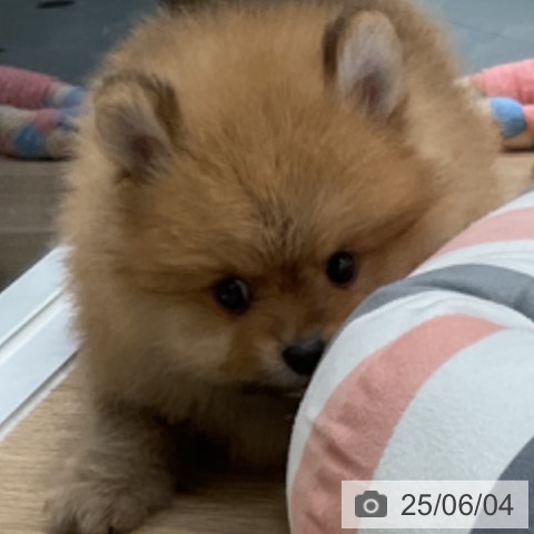 ポメラニアンの写真