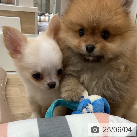 ポメラニアンの写真