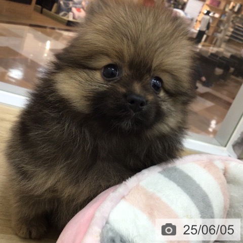 ポメラニアンの写真