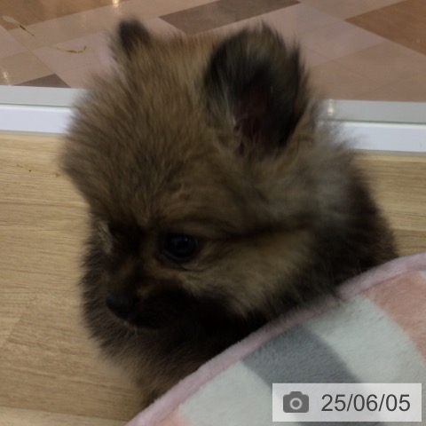 ポメラニアンの写真