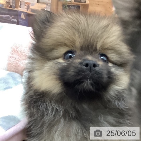 ポメラニアンの写真