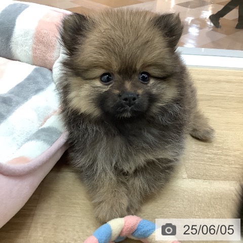 ポメラニアンの写真