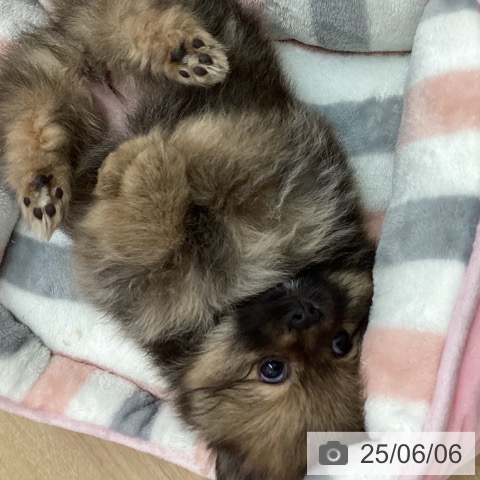 ポメラニアンの写真
