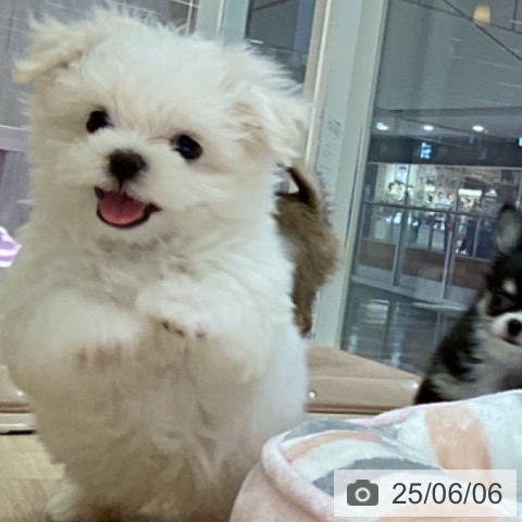マルチーズの写真