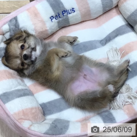 チワワの写真