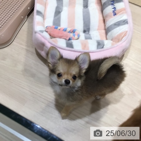 チワワの写真