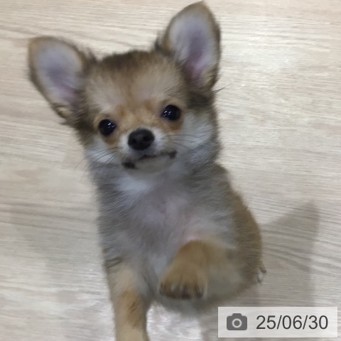 チワワの写真