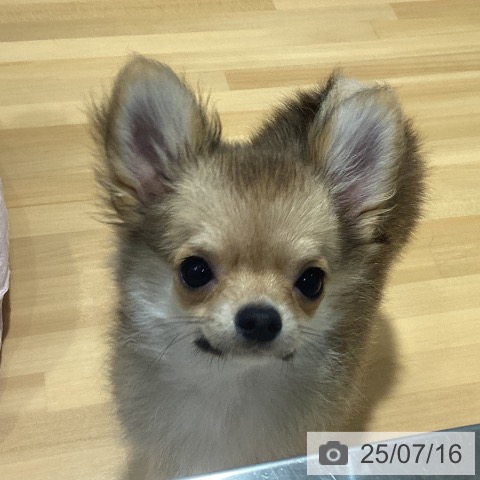 チワワの写真