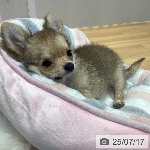 チワワの写真