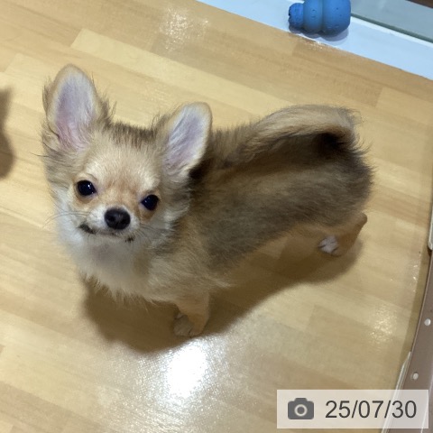 チワワの写真