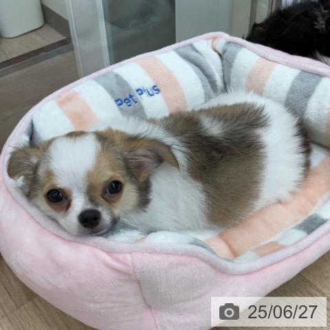 チワワの写真