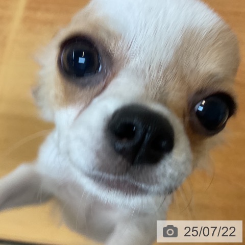 チワワの写真