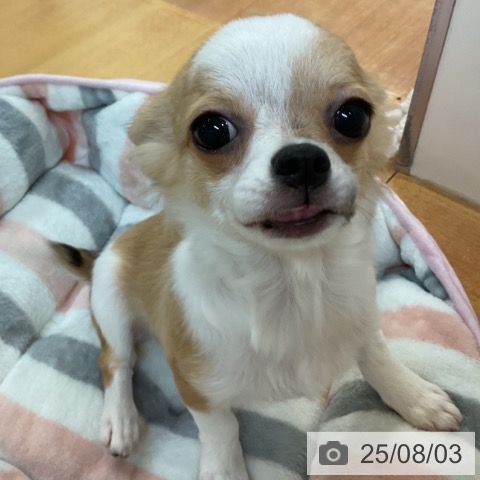 チワワの写真