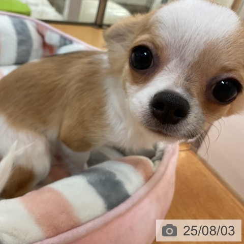 チワワの写真