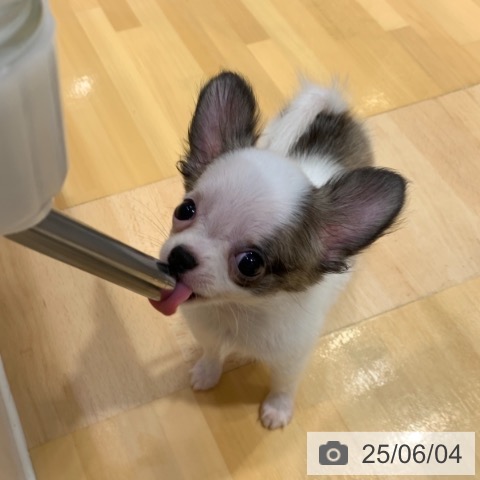 チワワの写真