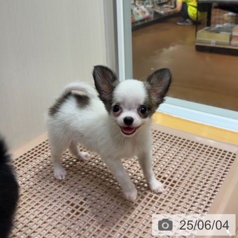 チワワの写真
