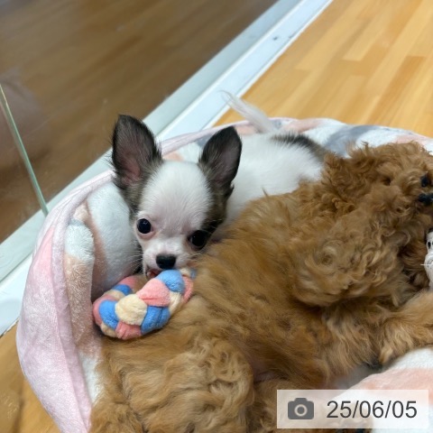 チワワの写真