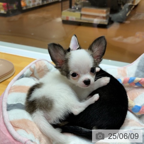 チワワの写真