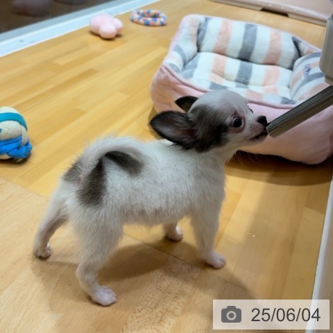 チワワの写真