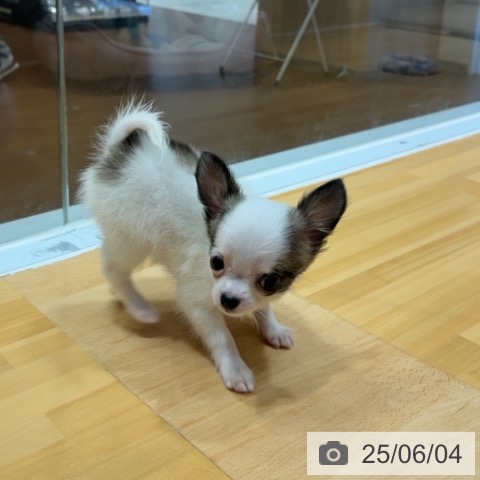 チワワの写真