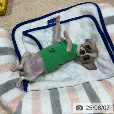 チワワの写真