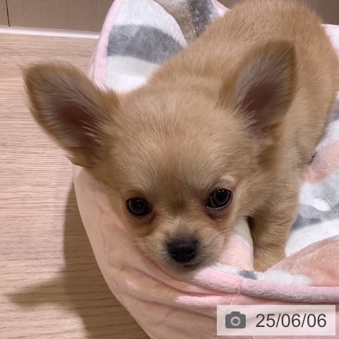 チワワの写真