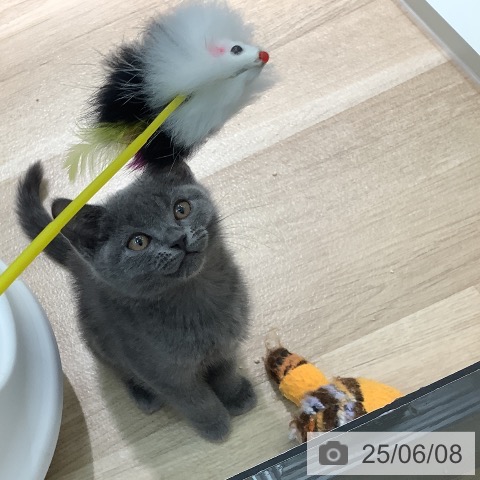 ブリティッシュショートヘアの写真