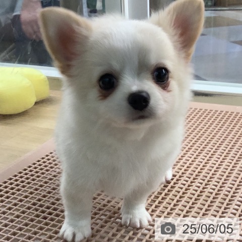 チワワの写真