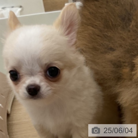 チワワの写真